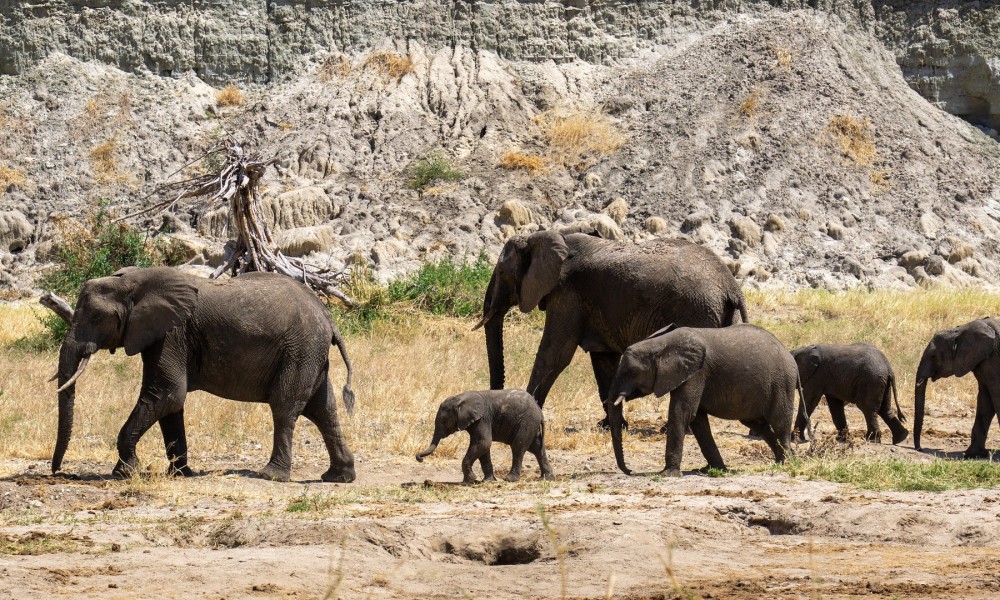 Sukums: Budget Safari,Zanzibar Beach tours