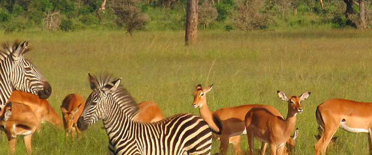 National parks and game reserves in Tanzania